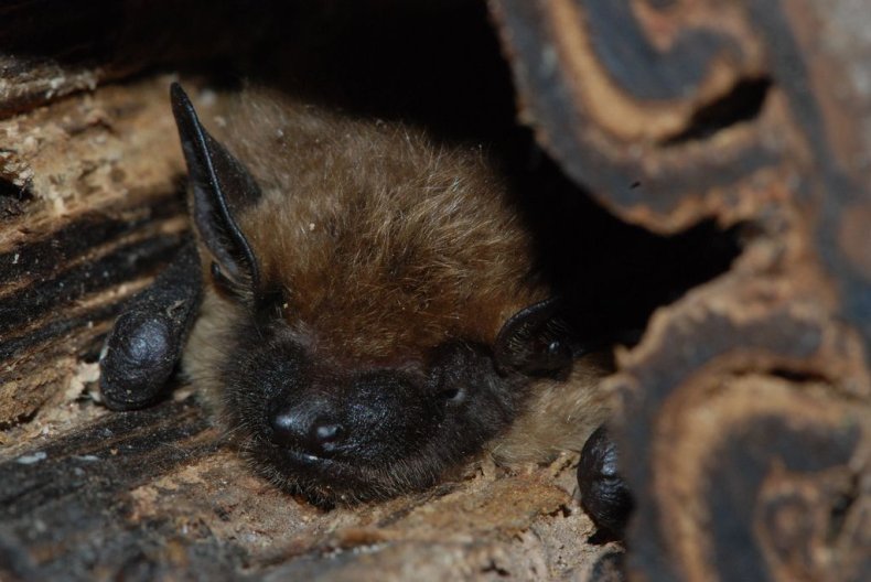 Bat_in_Log