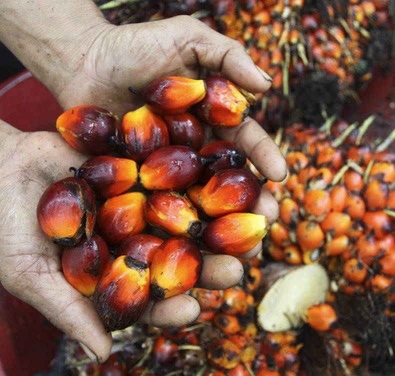 palm oil fruits 2