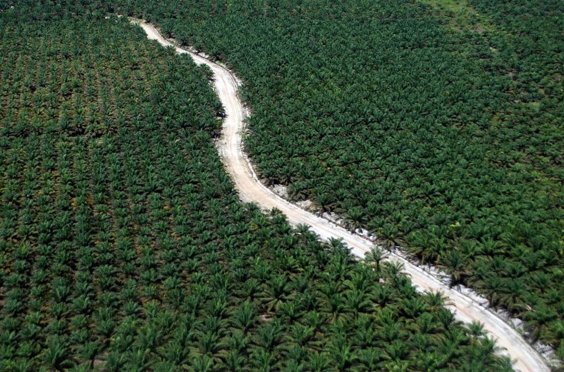 palm oil plantations dumai