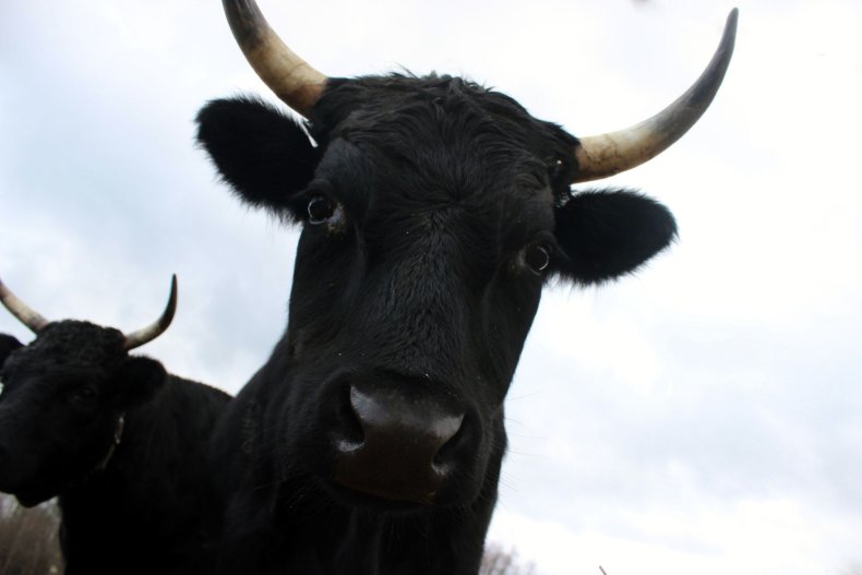 Cow Science: Cattle are Intelligent, Emotional and They Have Eureka Moments—So Should We Be Killing Them? Cow Science: Cattle are Intelligent, Emotional and They Have Eureka Moments—So Should We Be Killing Them?