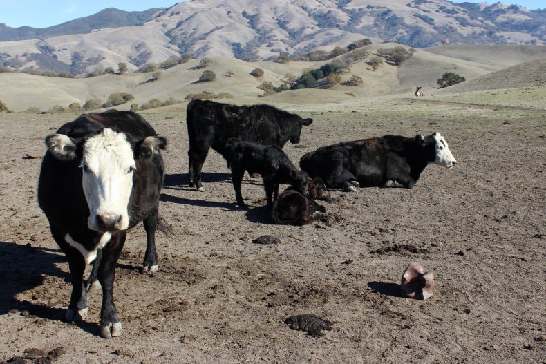 Cattle