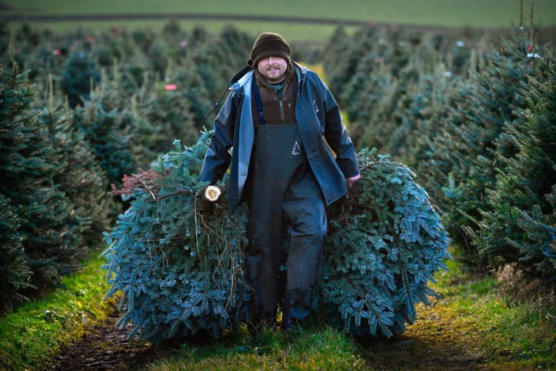 1101_Christmas_Tree_Prices