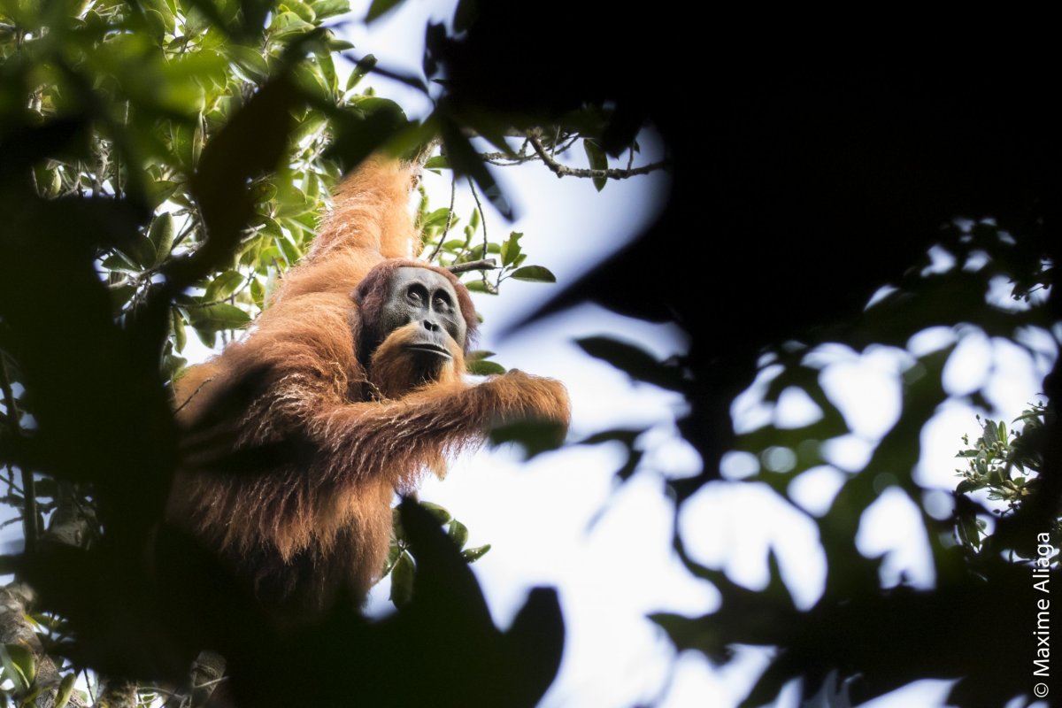 Orangutan_in_tree