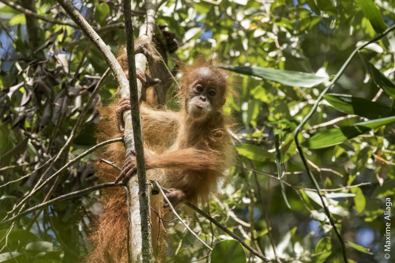 Baby_orangutan