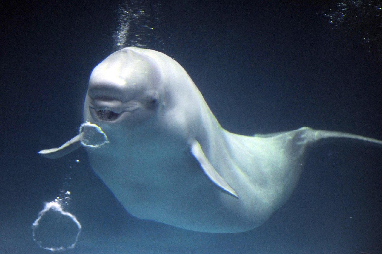 Beluga_whale_blow_bubble