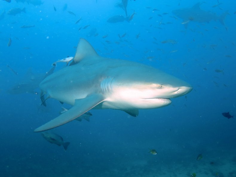11_02_bull shark 11_02_bull shark