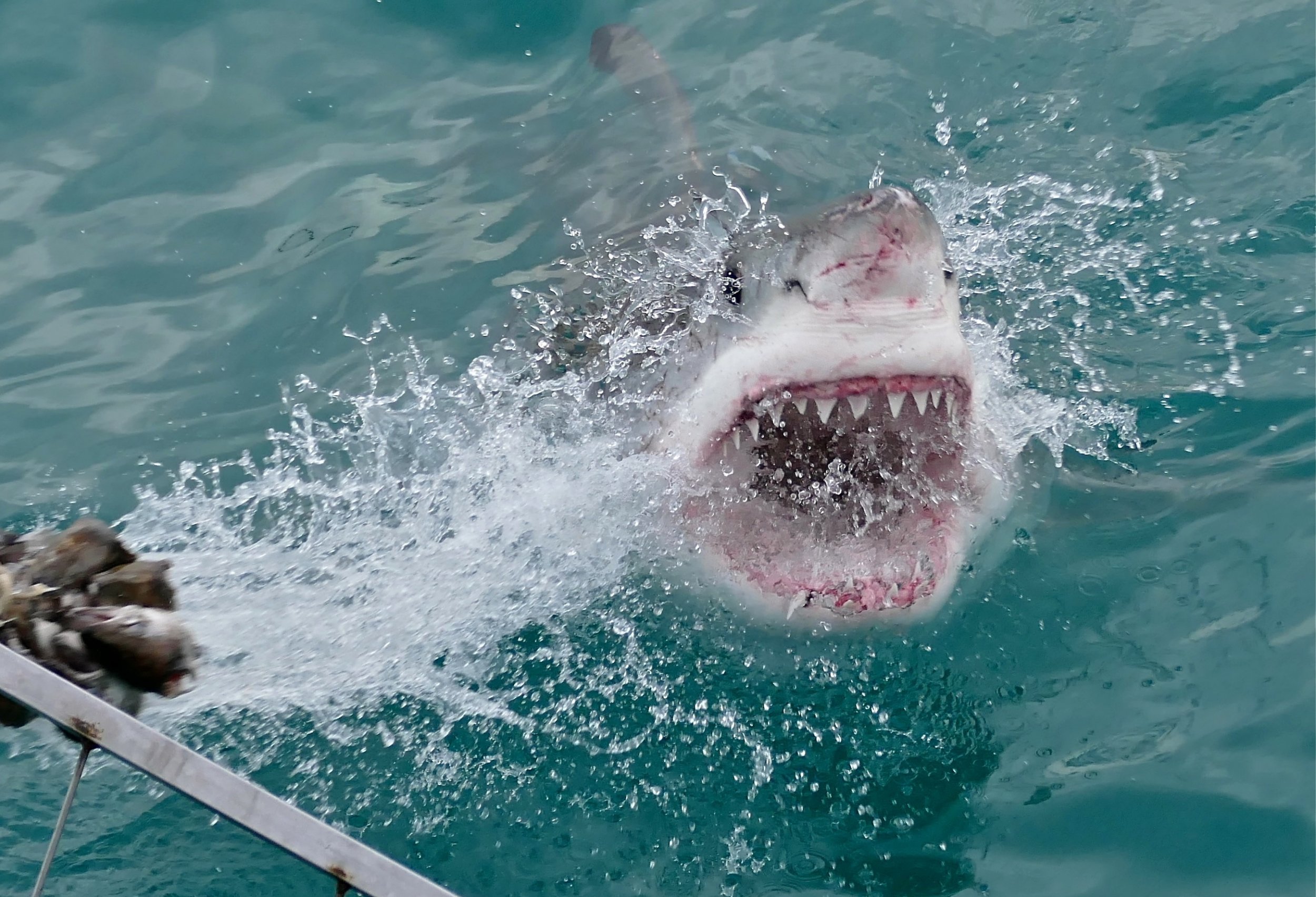 What Country Has the Most Fatal Shark Attacks?
