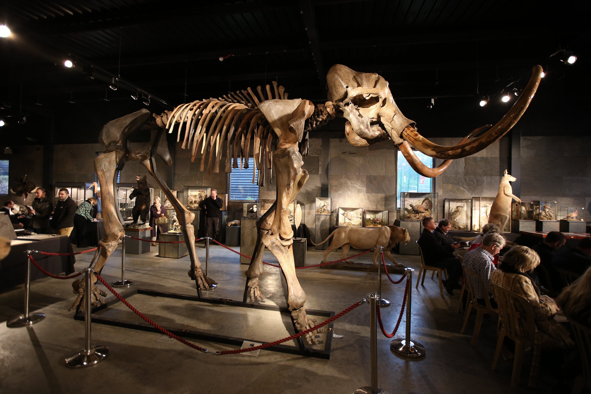 Кости мамонта. Woolly Mammoth Skeleton. Скелет мамонта. Скелет мамонта в Тюменском музее.