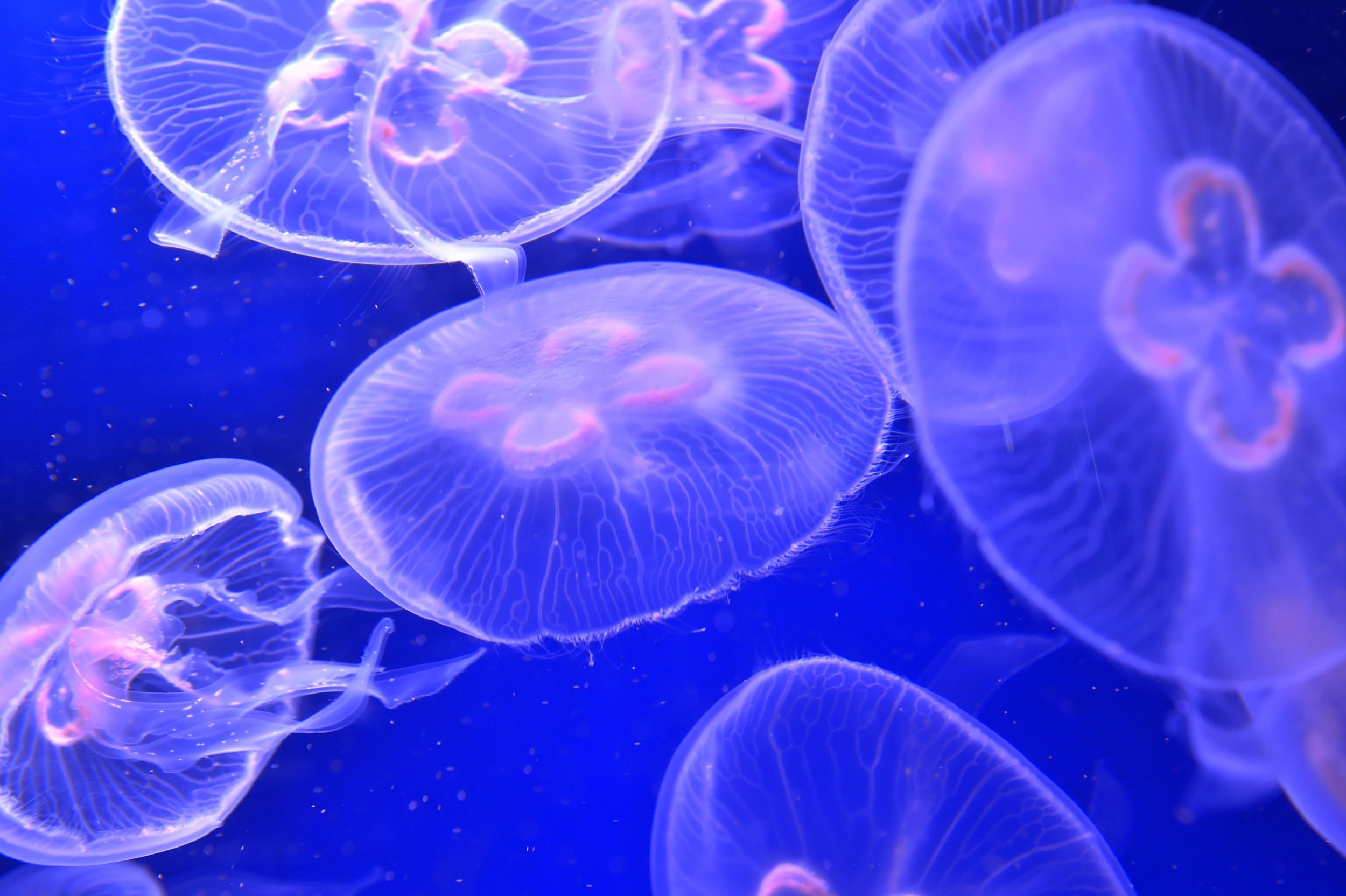 11_2_jellyfish 