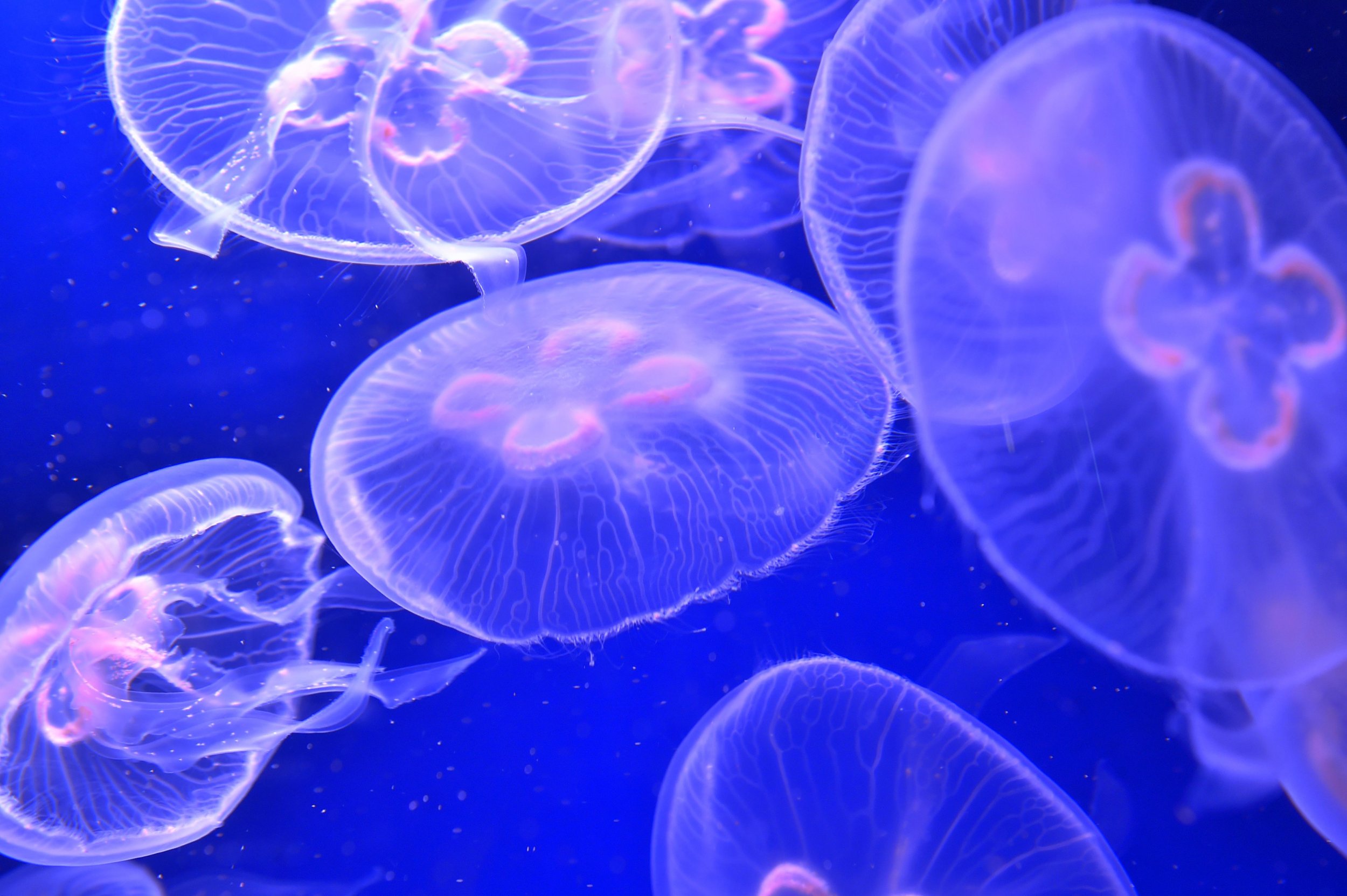 Australia: Thousands of Venomous Jellyfish Cover Beach in Eerie Blue Glow