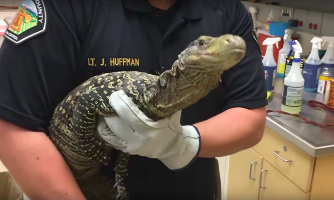 Man holding monitor lizard