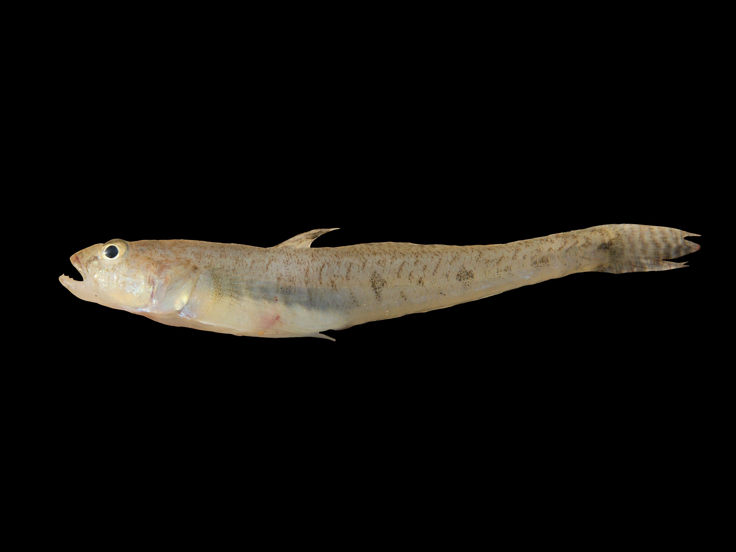 Sand_goby_fish