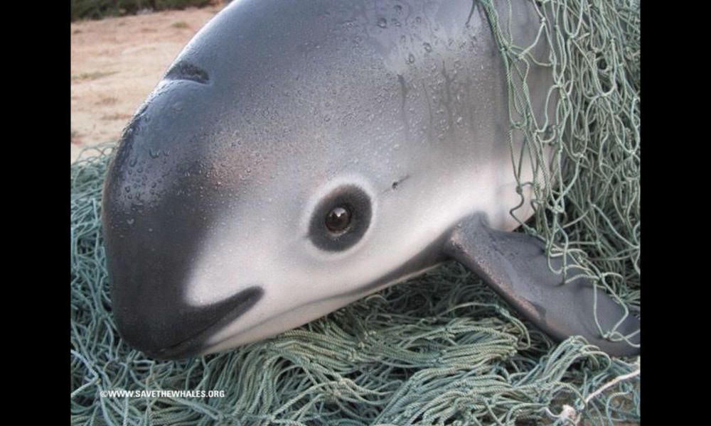 Endangered Porpoise Dies In Captivity As Last-Ditch Effort To Save The ...