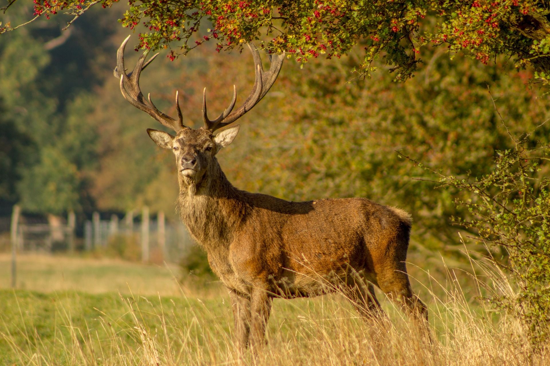 Stag With 'Antlers Like Knives' Gores French Hunter to Death in Rare ...