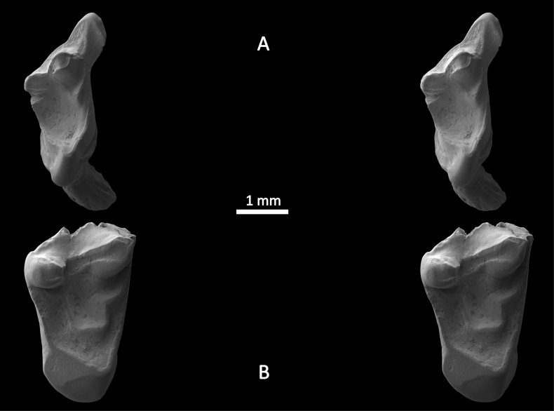 11_07_tiny_teeth_mammal
