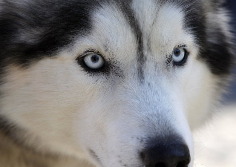 Husky