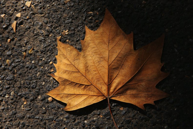 11_7_leaf