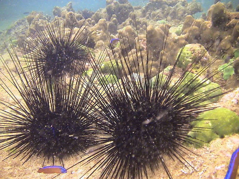 11_08_Sea_Urchins