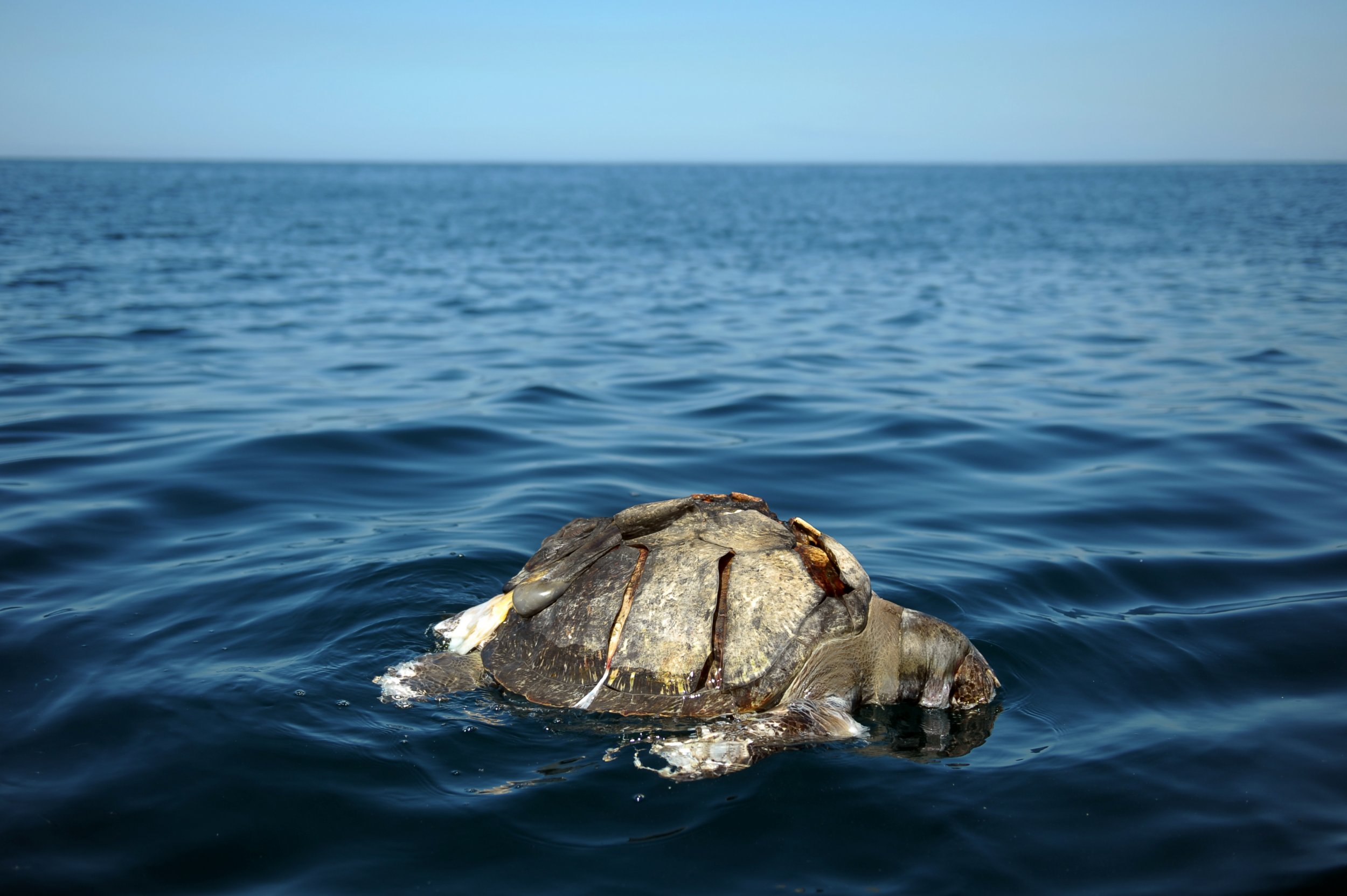 Dead Turtle On Beach