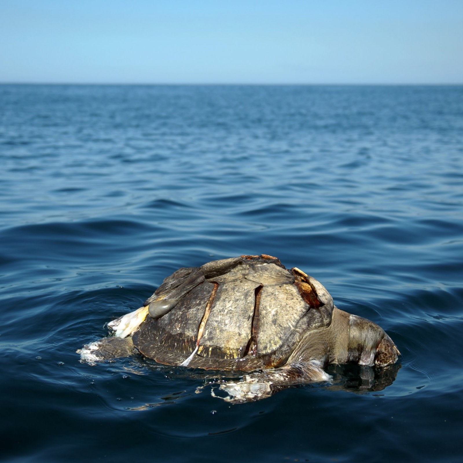 Hundreds of Dead Sea Turtles Discovered Floating in Pacific in Mystery Mass  Death