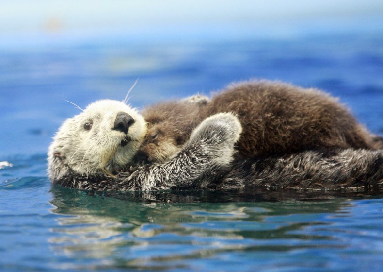 11_09_sea_otter