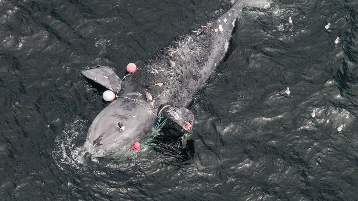 One of Earth's Largest Whale Species Will Be Extinct in 20 Years