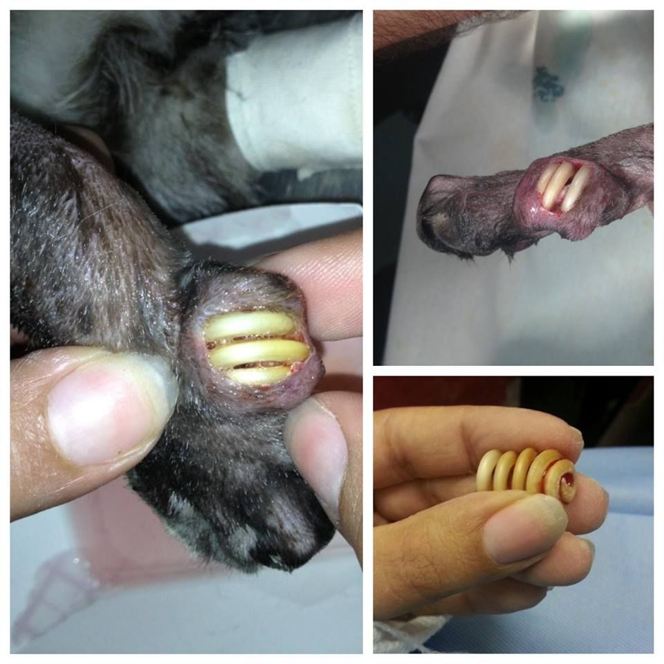 Cat 2024 ingrown nail