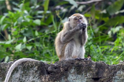 Crab-eating_macaque_(Macaca_fascicularis)_at_Gunung_Padang,_Padang,_2017-02-14_01