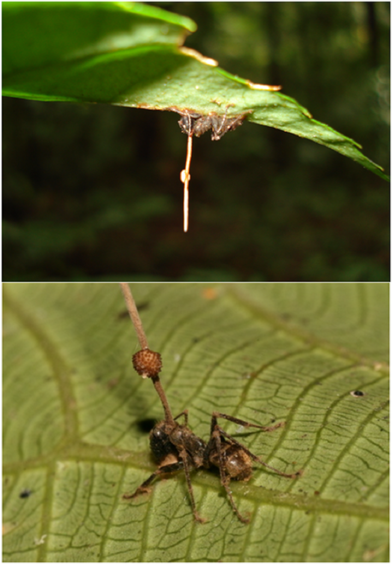 Ophiocordyceps_unilateralis