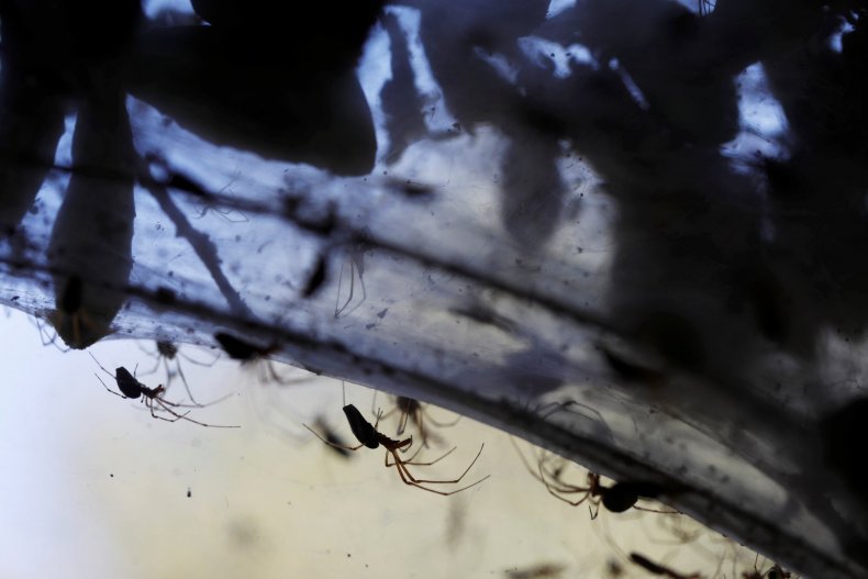 1110_Israel_spiders_2