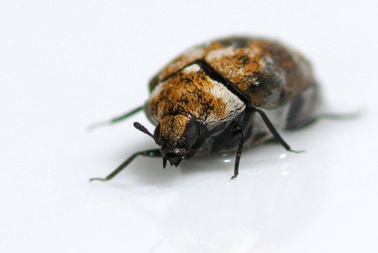 Carpet_Beetle