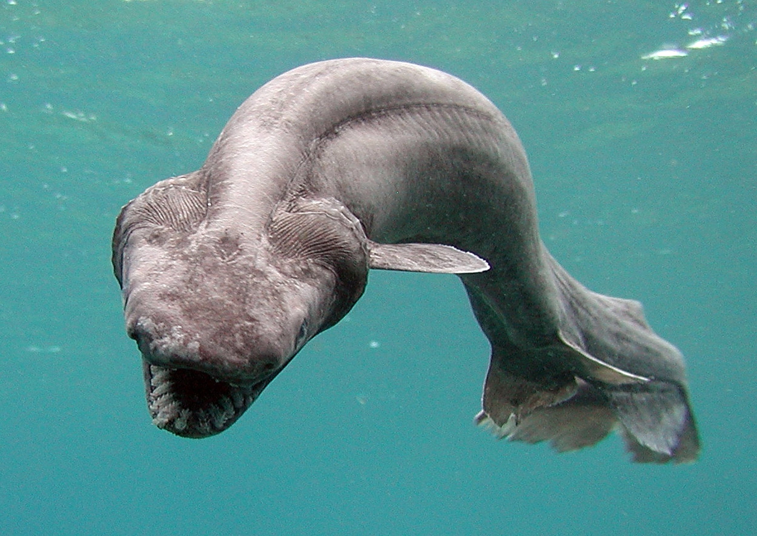 Prehistoric, Dinosaur-Era Shark With Insane Teeth Found Swimming Off Coast  of Portugal