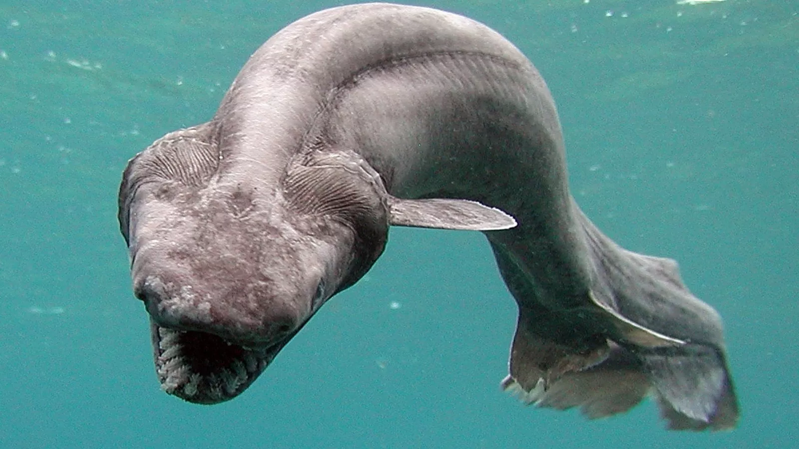 Prehistoric, Dinosaur-Era Shark With Insane Teeth Found Swimming Off Coast of Portugal Prehistoric, Dinosaur-Era Shark With Insane Teeth Found Swimming Off Coast of Portugal