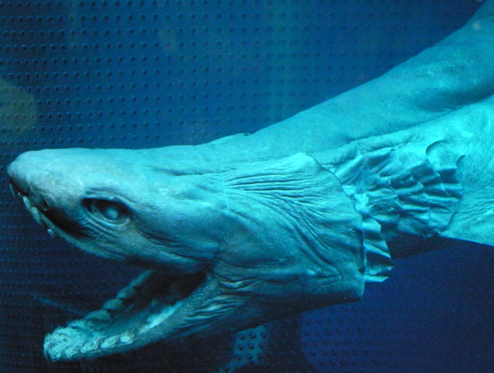 11_10_Frilled_shark_head2