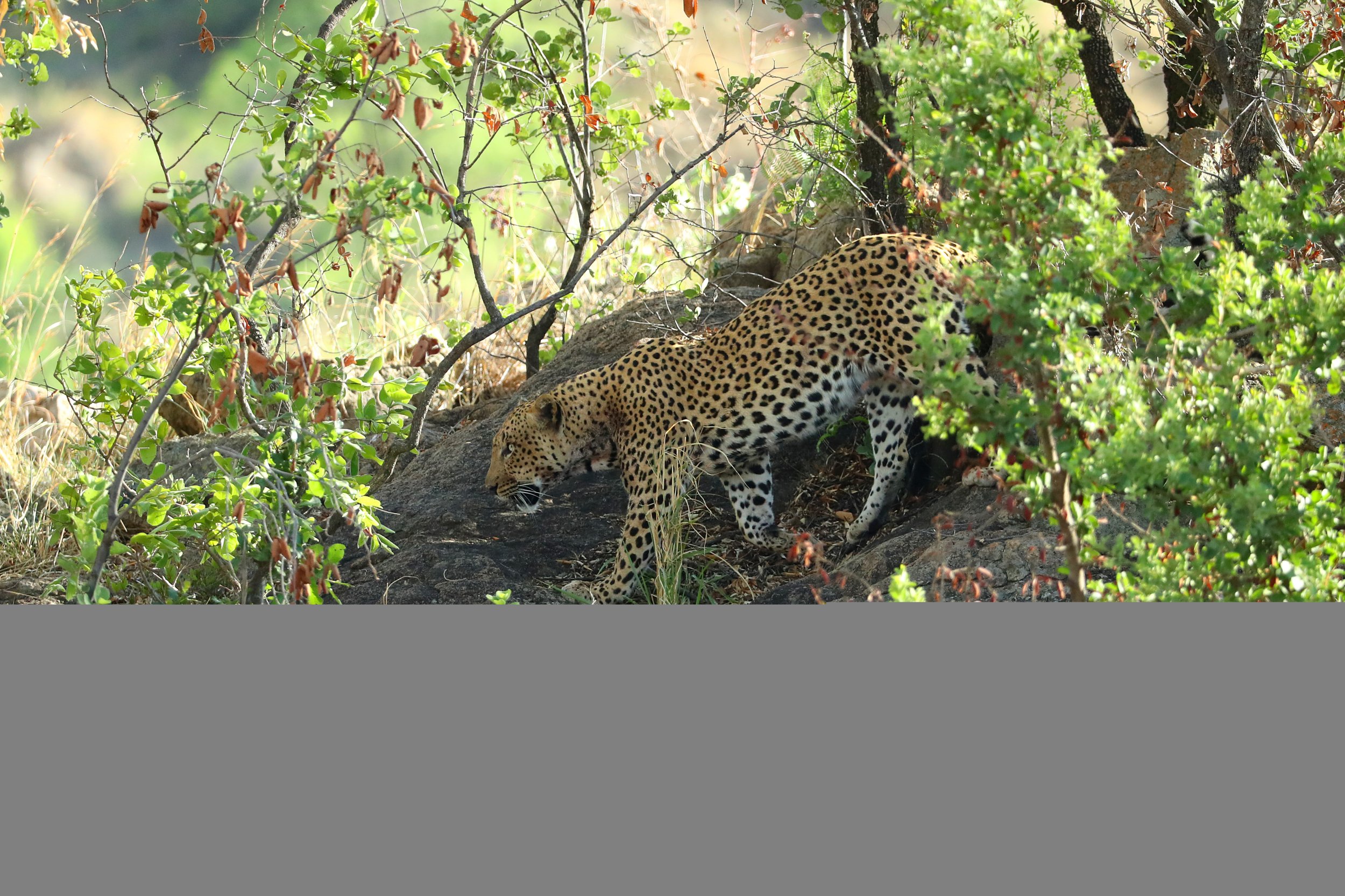 african cat