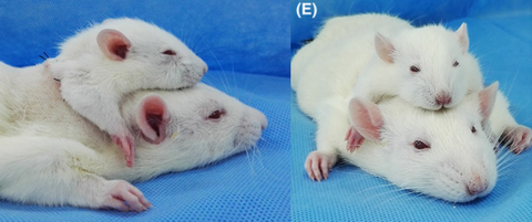 Scientists complete head transplant on a RAT in China