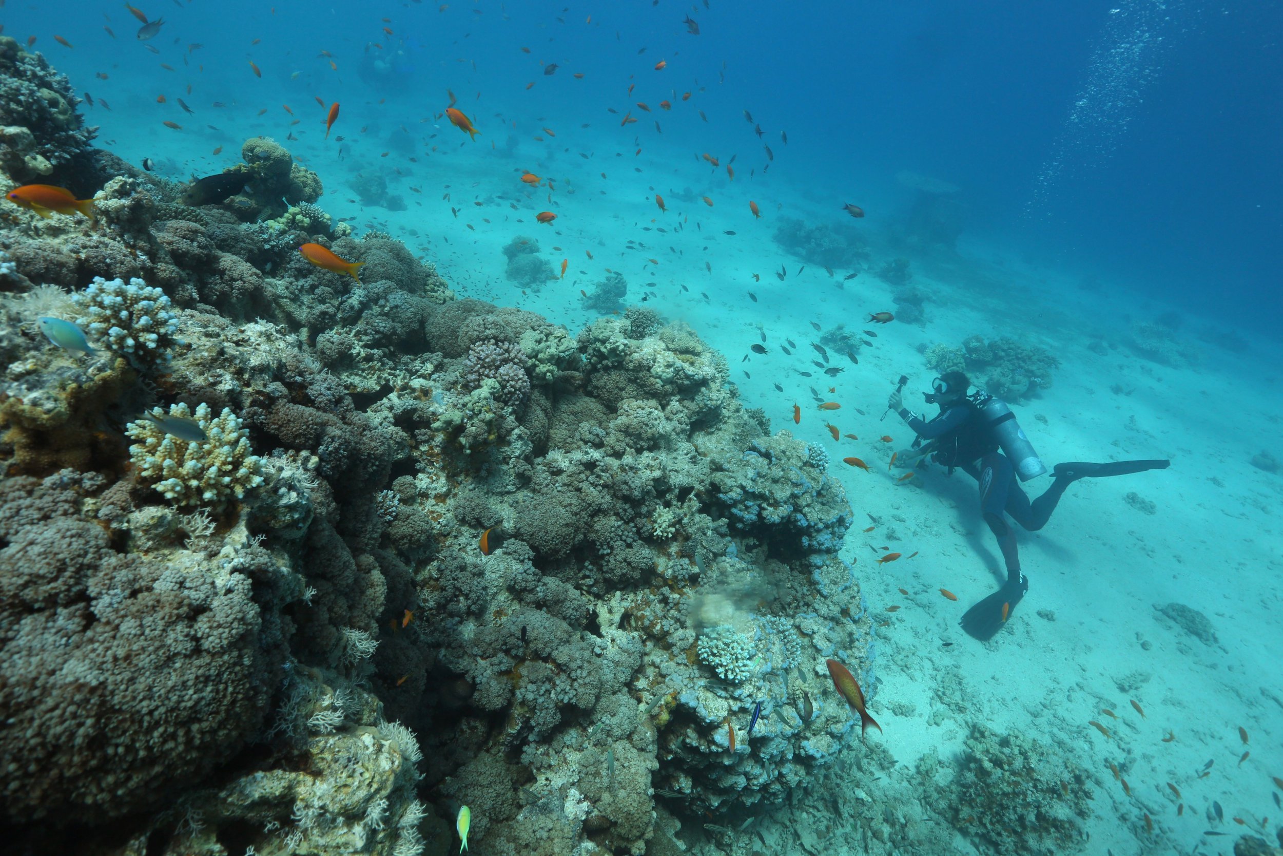 Морей лонг. Red Sea Eilat. Голубая Планета коралловые моря. Красное море 13. Коралловый риф море урез воды.