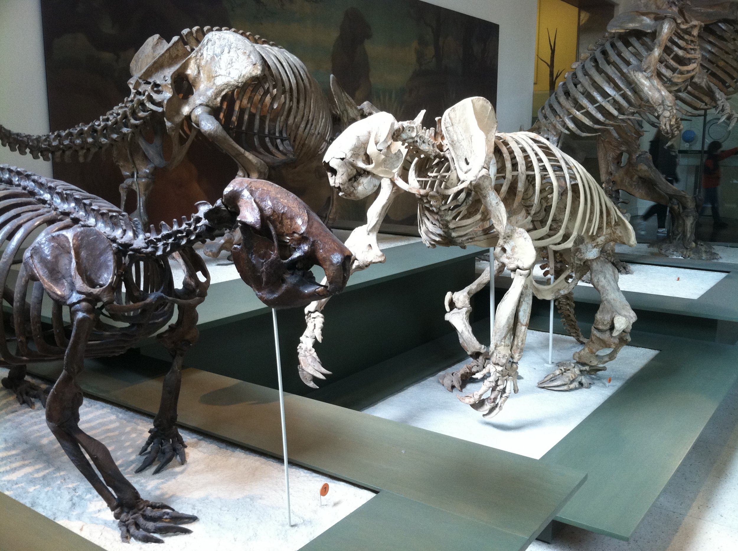 Ground sloths in a museum