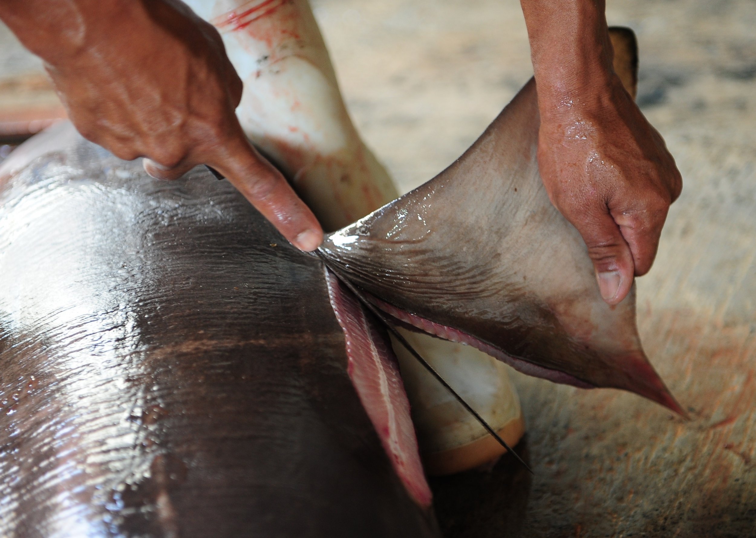 Shark Finning Prohibition Act of 2000