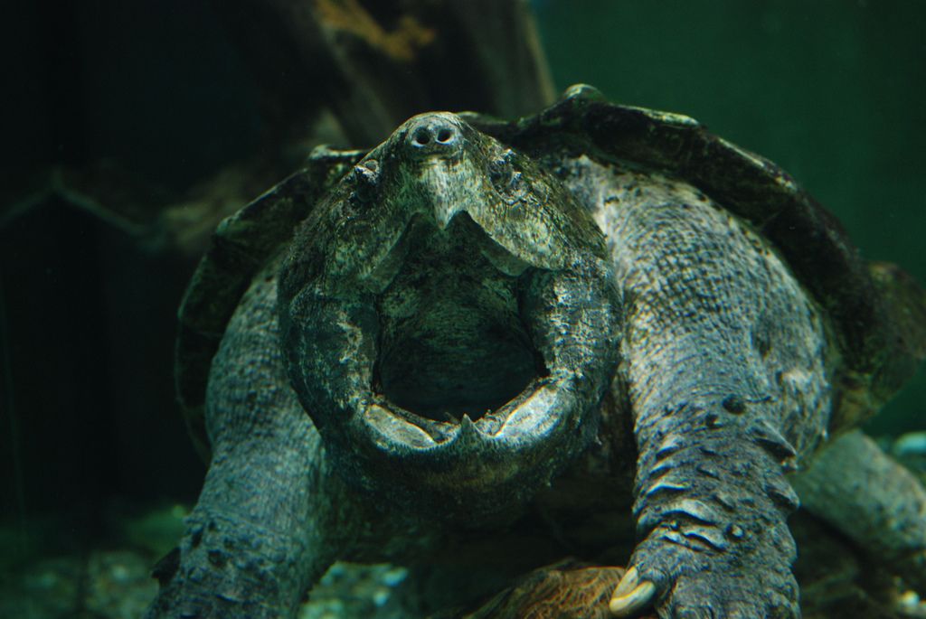 Alligator Snapping Turtle