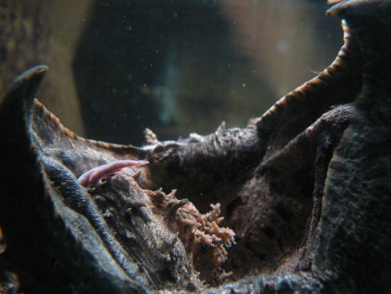 Alligator_Snapping_Turtle_vermiform