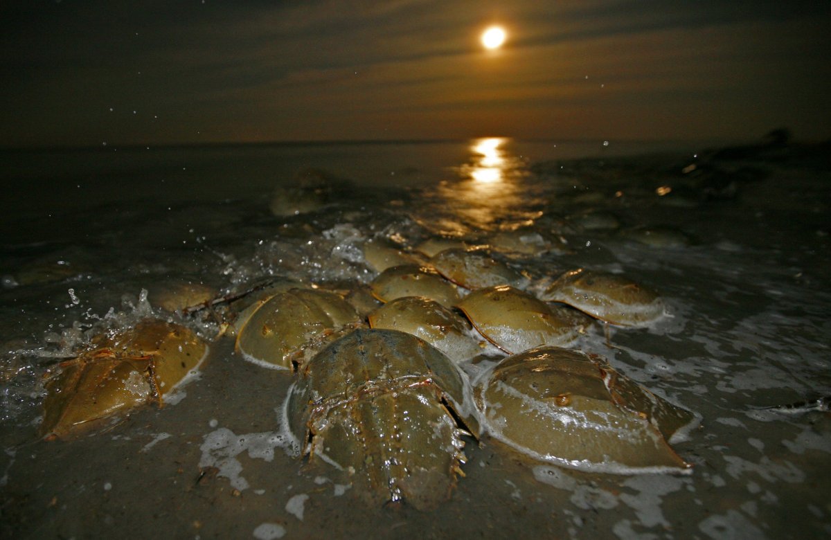 Horseshoe_crabs
