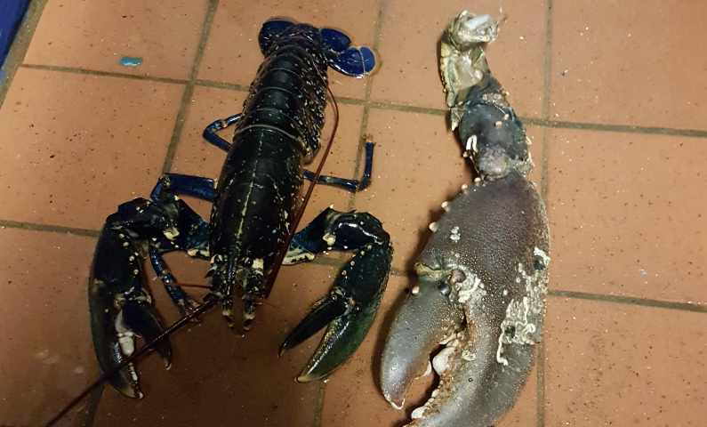 Massive Lobster Claw Found off Coast of Wales Hints at Giant Crustacean Living in Water