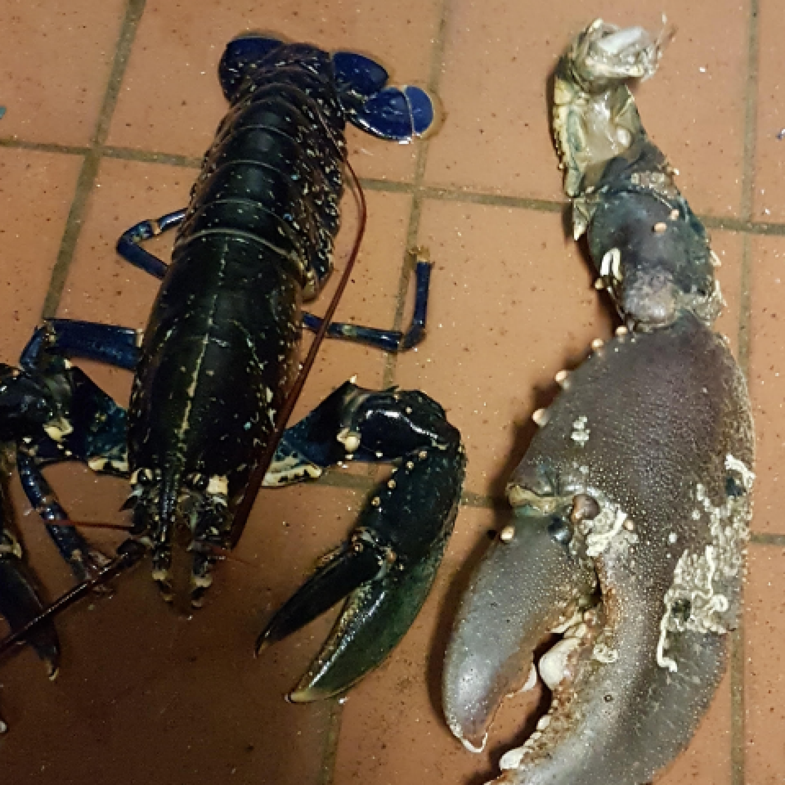 Massive Lobster Claw Found off Coast of Wales Hints at Giant Crustacean  Living in Water