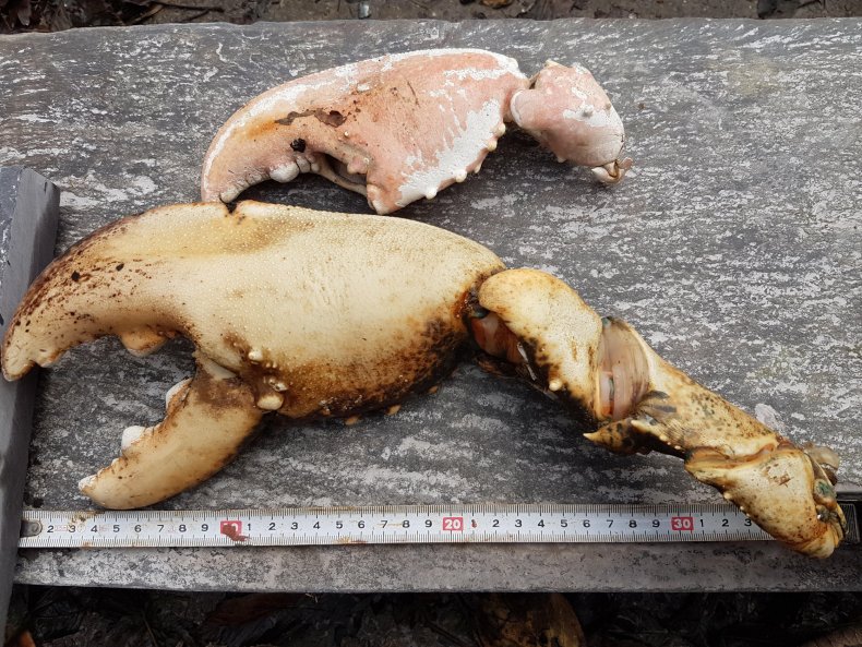 claw_2