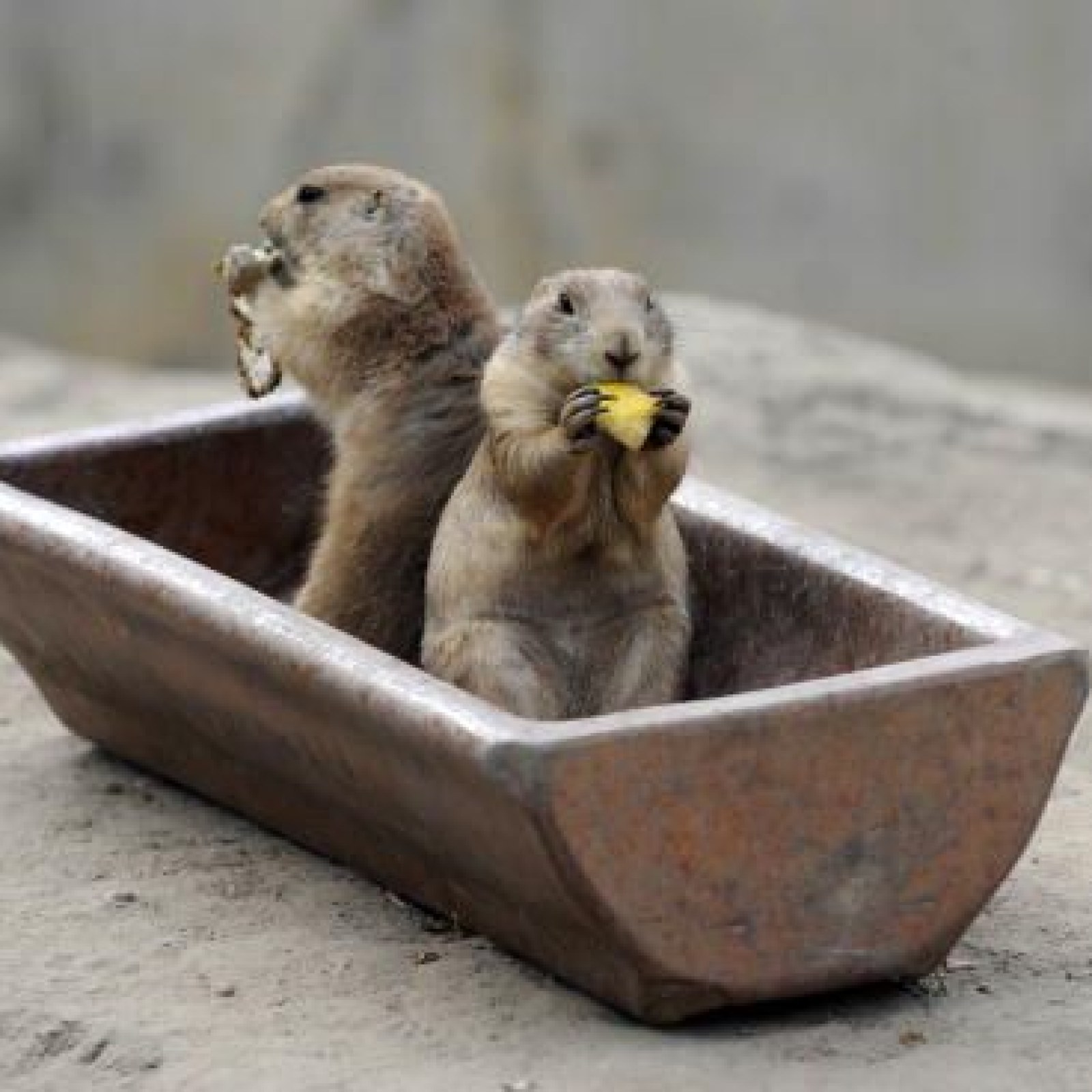 Alcohol Makes Monogamous Male Prairie Voles More Likely To Cheat