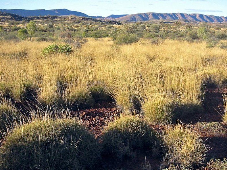 spinifex grass tastes salt vinegar chips