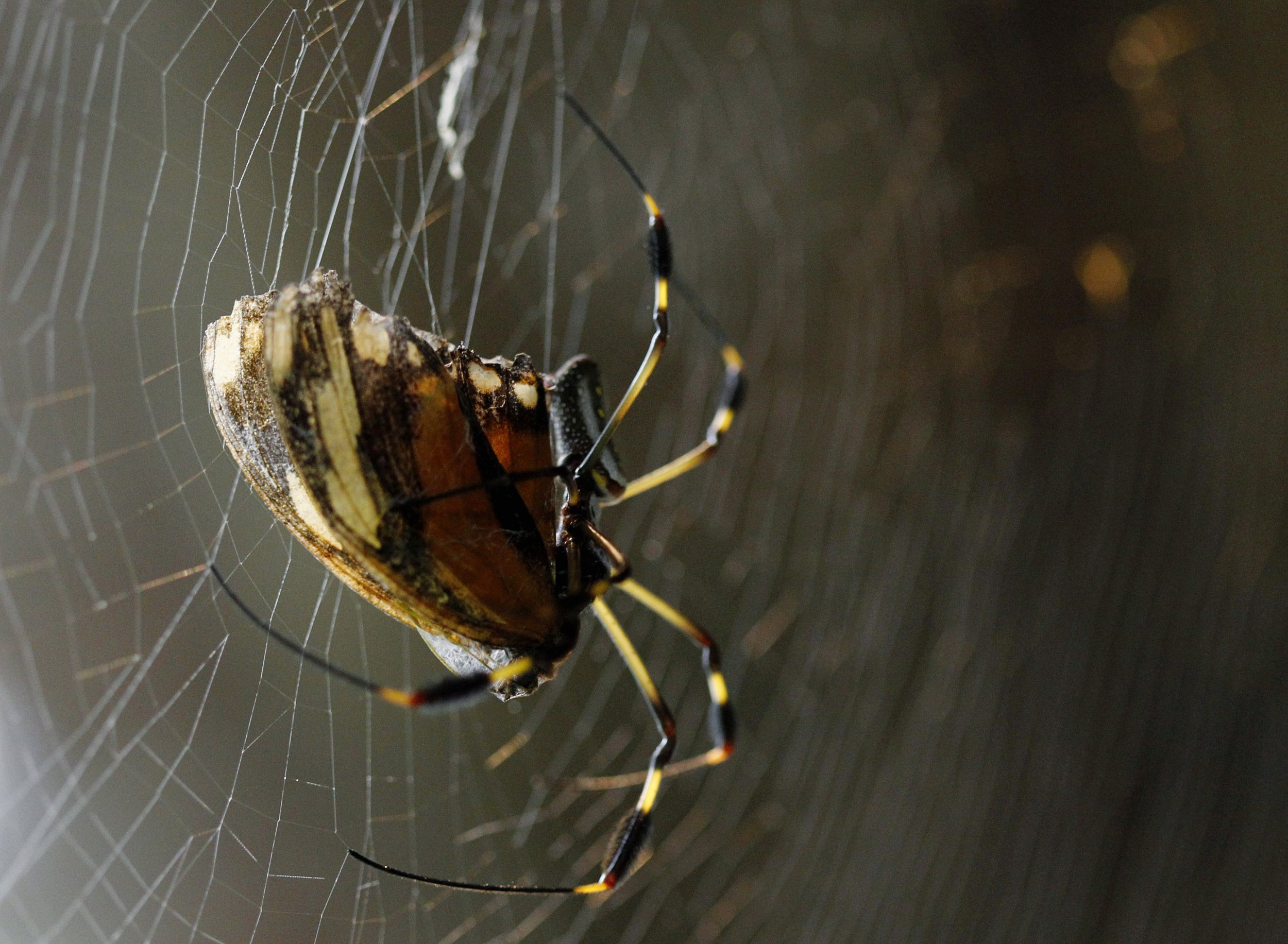 Bizarre Spiders Just Got Even Weirder—Their Body Clocks Mean They