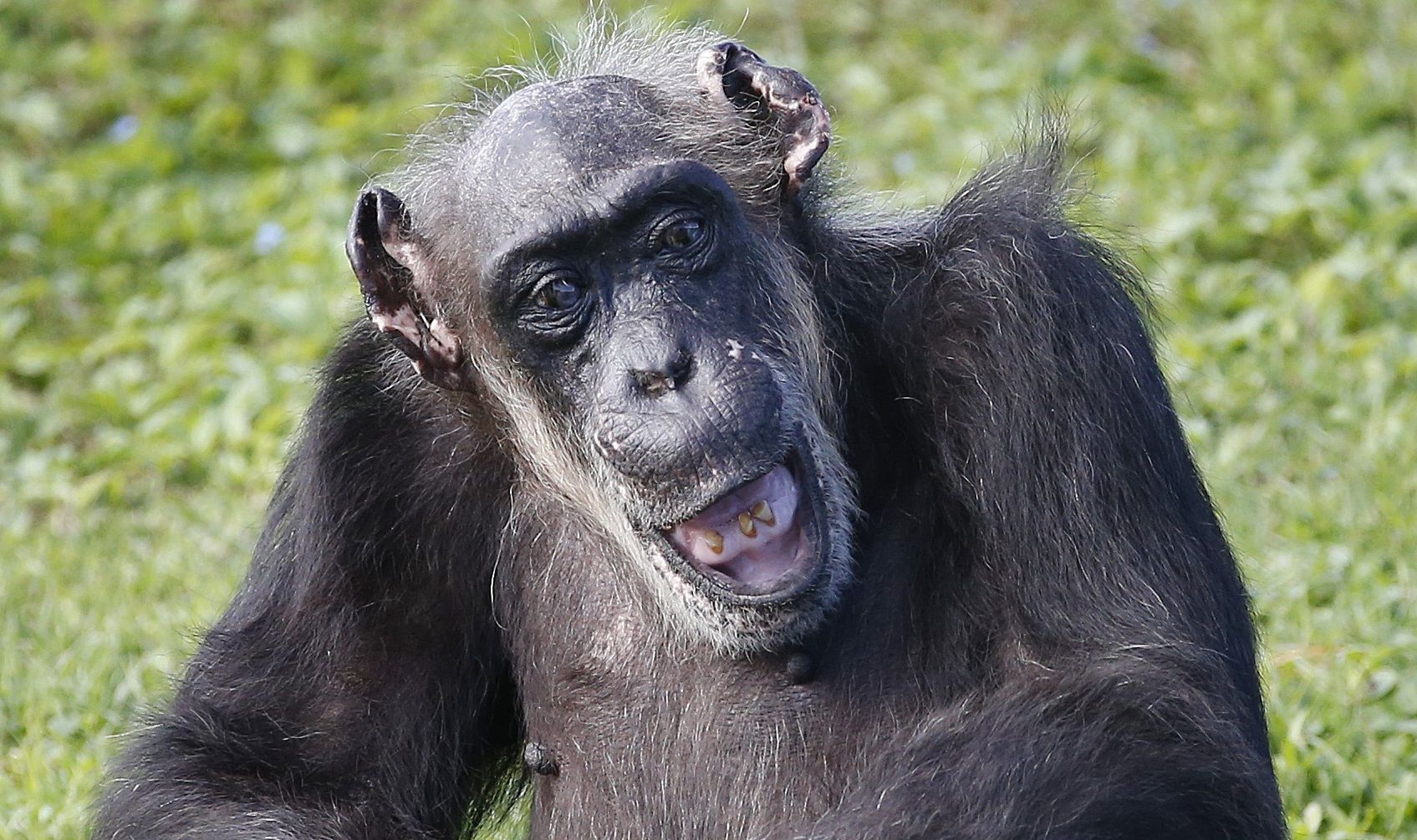 Zoo Animal Little Mama, World's Oldest Known Chimpanzee, Dies at 79