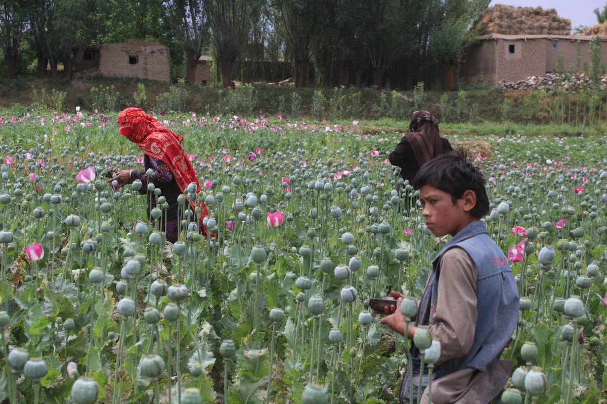 11_15_Afghanistan_opium